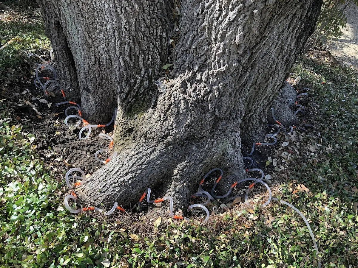 Detailed Tree Cabling and Bracing job site in North Waterboro