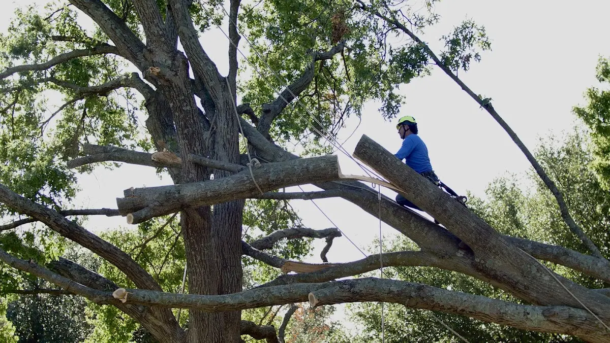 Professional Crown Thinning performed by certified arborists in North Waterboro