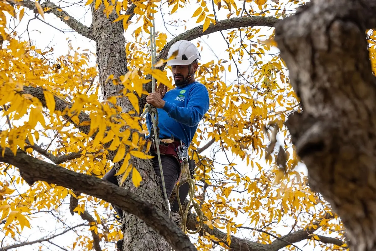 Skilled Tree Transplanting crew working in North Waterboro
