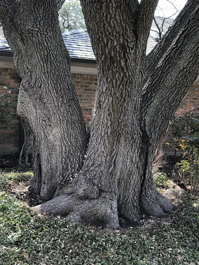 Mature heritage tree close to a North Waterboro property cared for by certified arborists